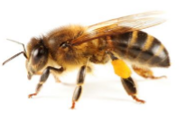 Connaitre l’abeille pour bien l’élever